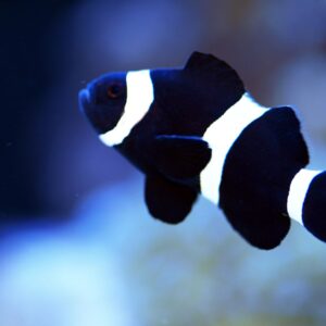Amphiprion Ocellaris Black & White S/M