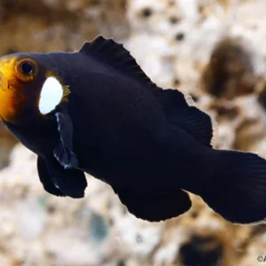 Amphiprion Ocellaris Domino S/M