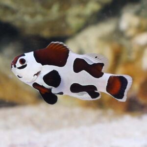 Amphiprion Ocellaris Mocha Storm S/M