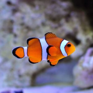 Amphiprion Ocellaris Selvagem S/M