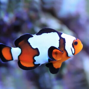 Amphiprion Ocellaris Snow Onyx S/M