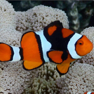 Amphiprion Percula S/M