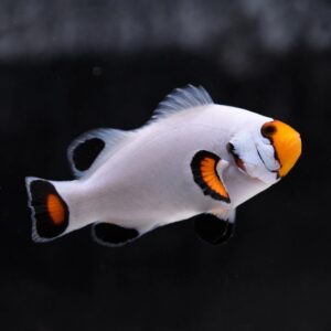 Amphiprion Percula Platinum S/M