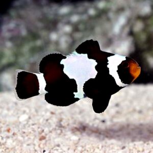 Amphiprion ocellaris – Black Ice Snowflake S/M