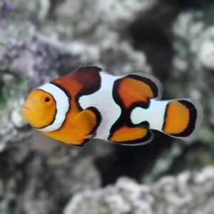Amphiprion percula Picasso S/M