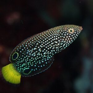 Anampses meleagrides S/M