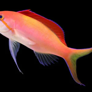 Anthias Dispar S/M