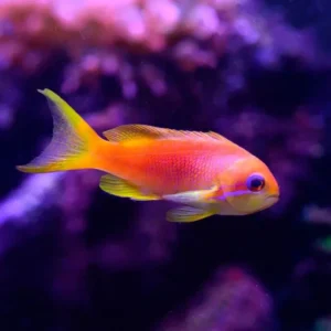 Anthias Squamipinnis S/M
