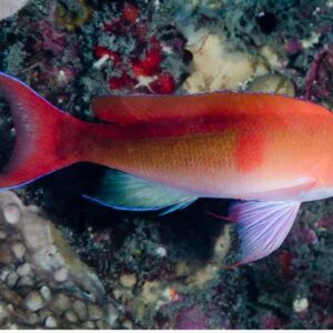 Anthias de Cooper S/M