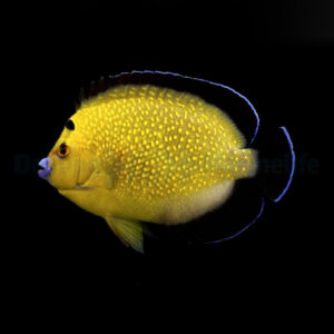 Apolemichthys Xanthopunctatus S/M