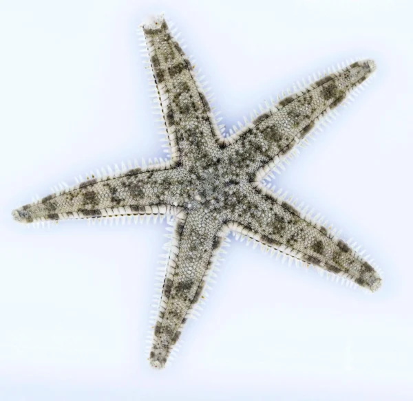 Archaster typicus – Guigas-Reef