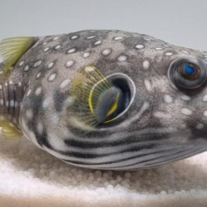 Arothron nigropunctatus S/M