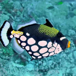 Balistoides conspicillum S/M