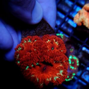 Blastomussa Wellsi Ultra Yellow Rom