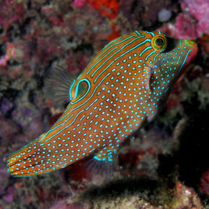 Canthigaster Solandri S/M