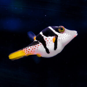 Canthigaster Valentini S/M