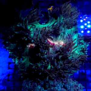 Catalaphyllia Jardinei