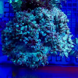 Catalaphyllia Jardinei