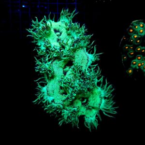 Catalaphyllia Jardinei