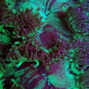 Catalaphyllia Jardinei Green Purple Tips