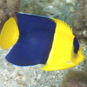 Centropyge bicolor S/M