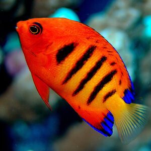 Centropyge Loriculus- Flame Angel S/M