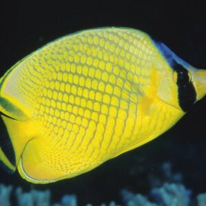 Chaetodon Rafflesii S/M