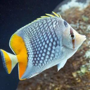 Chaetodon Xanthurus S/M