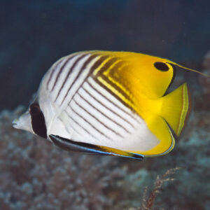 Chaetodon auriga S/M