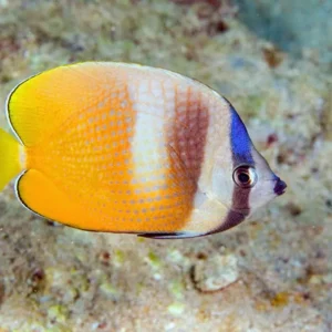 Chaetodon kleinii S/M