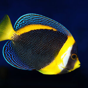 Chaetodontoplus Duboulayi S/M