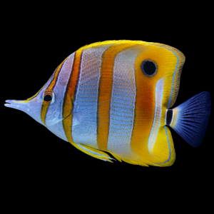 Chelmon Rostratus S/M