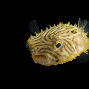 Chilomycterus Schoepfii S/M