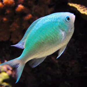 Chromis viridis S/M