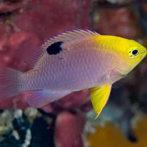 Chrysiptera Talboti S/M