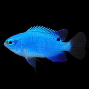 Chrysiptera cyanea Blue Damsel