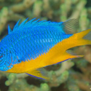 Chrysiptera hemicyanea S/M