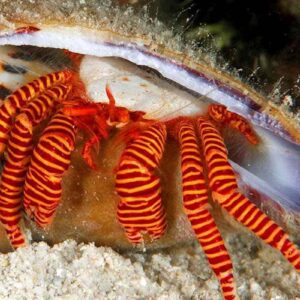 Ciliopagurus striatus