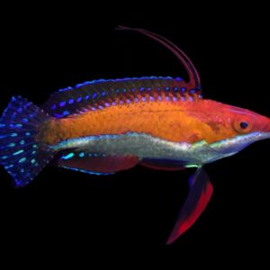 Cirrhilabrus Rubriventralis S/M