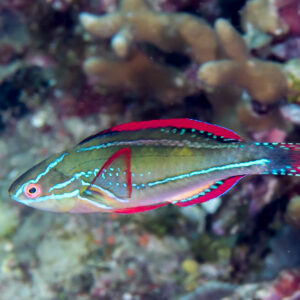 Cirrhilabrus exquisitus S/M