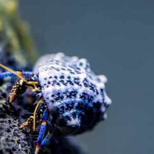 Clibanarius Tricolor