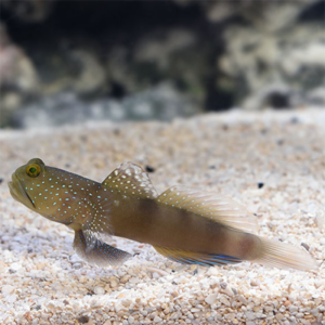 Cryptocentrus cinctus Spotted Watchman Goby S/M