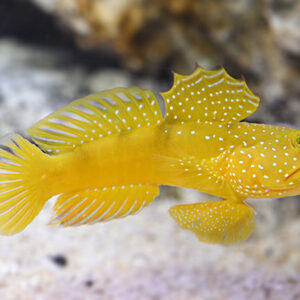 Cryptocentrus cinctus Yellow S/M