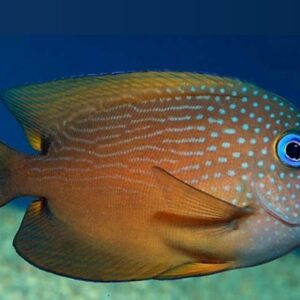 Ctenochaetus Binotatus S/M