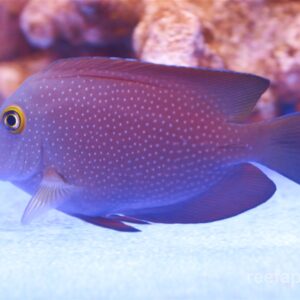 Ctenochaetus Truncatus S/M