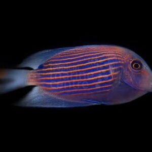 Ctenochaetus striatus S/M