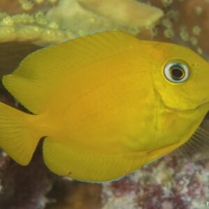 Ctenochaetus strigosus Yellow S/M