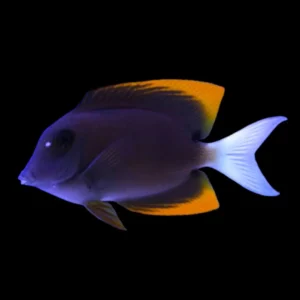 Ctenochaetus tominiensis S/M