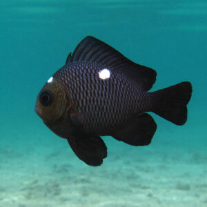 Dascyllus Trimaculatus S/M