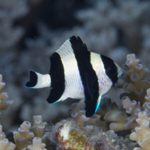 Dascyllus melanurus S/M